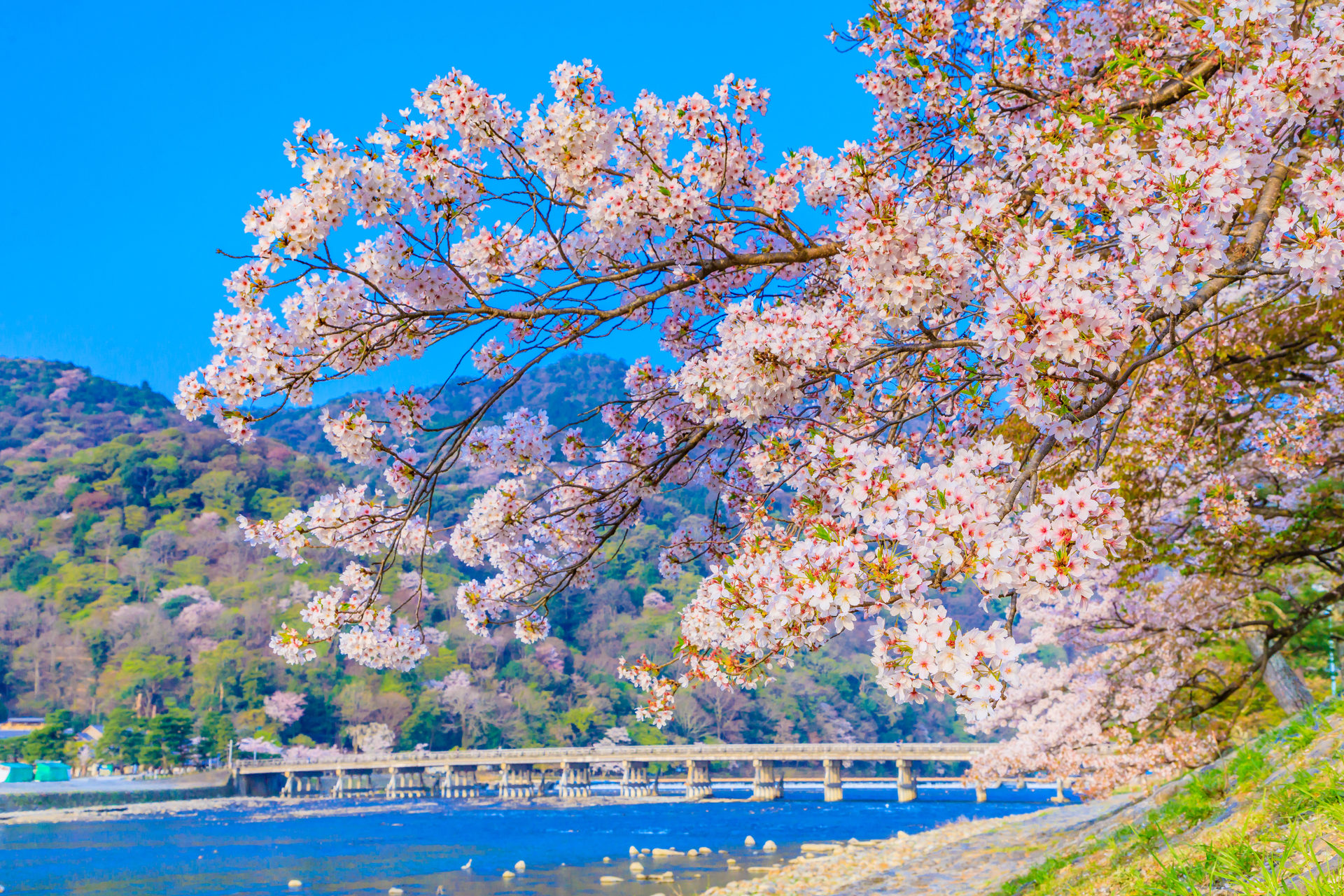 京都　春の嵐山-渡月橋